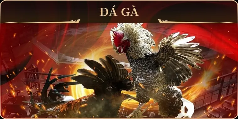 Chinh Phục Sảnh Đá Gà GA28 Tại OnBet Nhanh Chóng Hiệu Quả