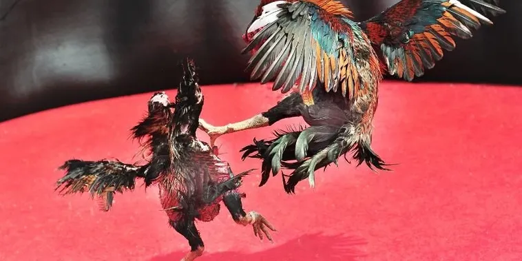 Hướng Dẫn Chi Tiết Cách Chơi Đá Gà Sabong Tại OnBet Dễ Thắng Nhất 1 Hướng Dẫn Chi Tiết Cách Chơi Đá Gà Sabong Tại OnBet Dễ Thắng Nhất