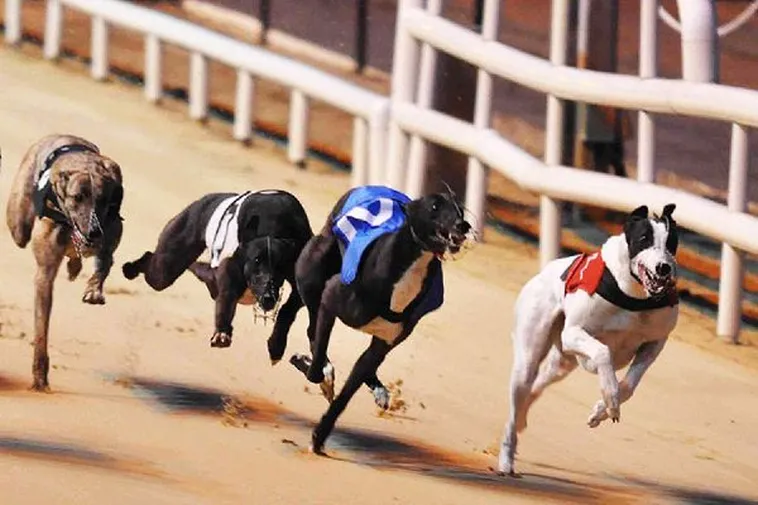 Bí Kíp Chơi Đua Chó Tại OnBet Thắng Lớn Với Tỷ Lệ Cực Cao