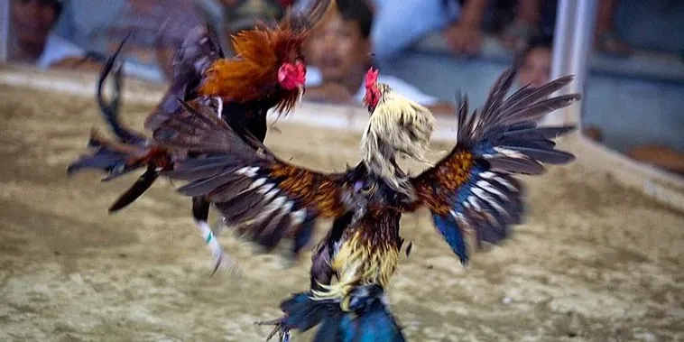 Hướng Dẫn Chi Tiết Cách Chơi Đá Gà Sabong Tại OnBet Dễ Thắng Nhất 2 Hướng Dẫn Chi Tiết Cách Chơi Đá Gà Sabong Tại OnBet Dễ Thắng Nhất