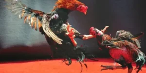 Bí Kíp Tham Gia Cá Cược Đá Gà WS168 Tại OnBet Thu Lời Khủng